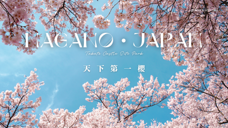 高遠城址公園櫻花盛開景色