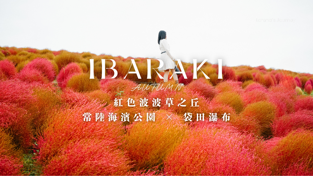 茨城秋日自駕|常陸海濱公園的紅色波波草、袋田瀑布與山間小街
